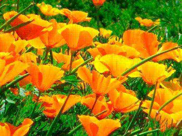 Escholzia planting and care outdoors in spring