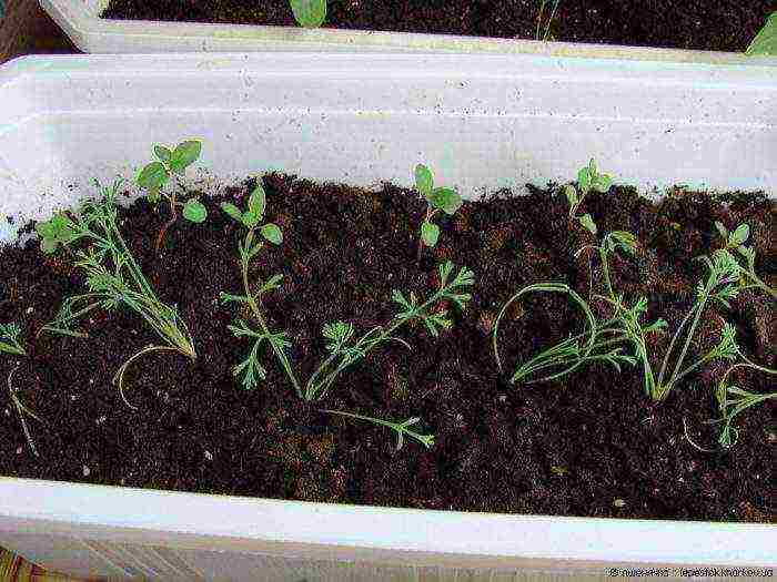 escholzia planting and care in the open field in spring