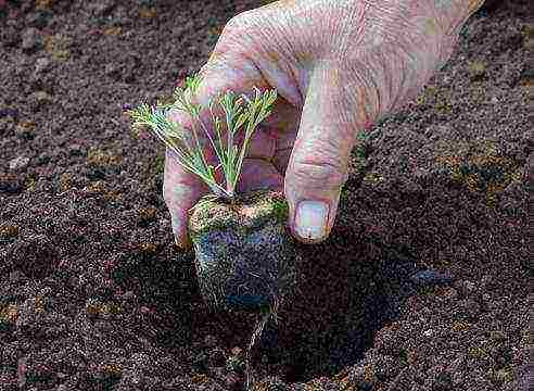 Escholzia planting and care outdoors in spring