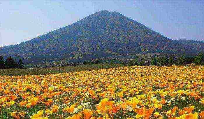 escholzia planting and care in the open field in spring