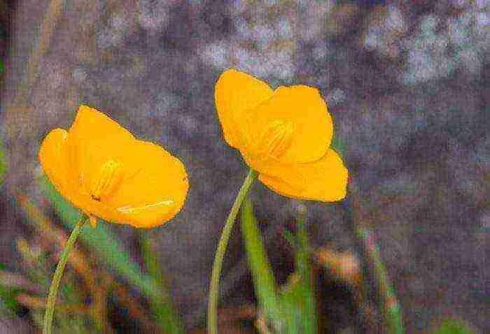 Escholzia planting and care outdoors in spring