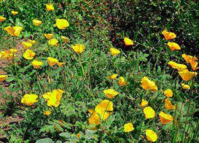 زرع ورعاية escholzia في الحقول المفتوحة في الربيع