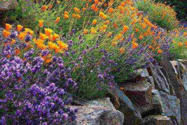 Escholzia planting and care outdoors in spring