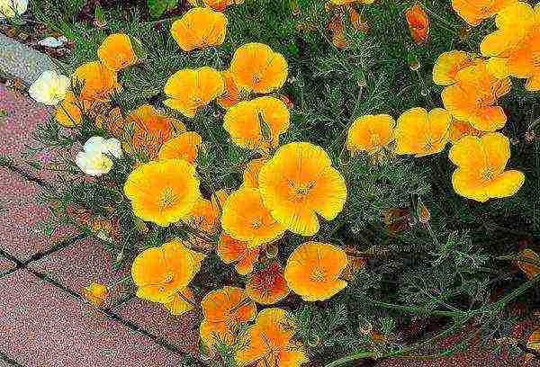 Escholzia planting and care outdoors in spring