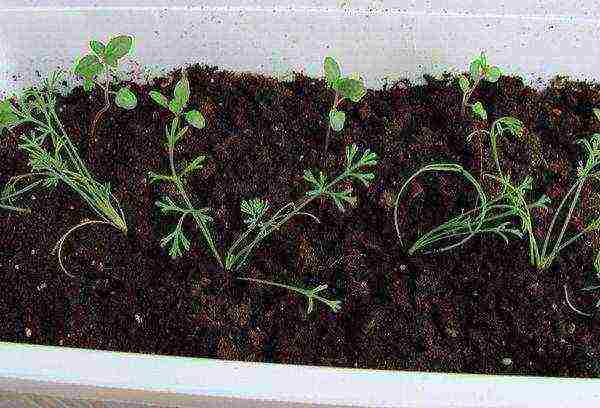 Escholzia planting and care outdoors in spring