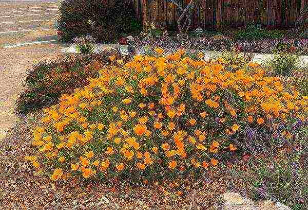 Escholzia planting and care outdoors in spring