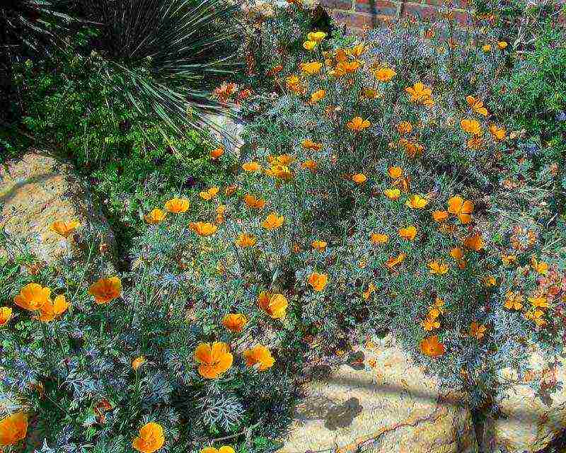 Escholzia planting and care outdoors in spring