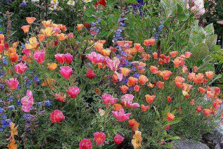 زرع ورعاية escholzia في الحقول المفتوحة في الربيع