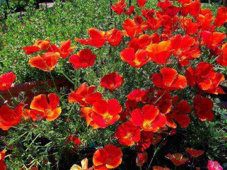 escholzia planting and care in the open field in spring