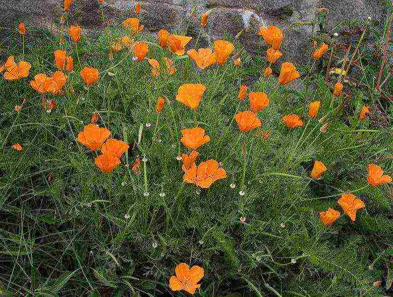 escholzia planting and care in the open field in spring