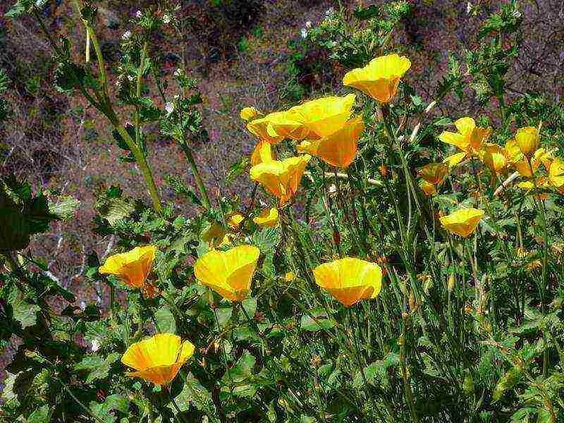 Escholzia planting and care outdoors in spring