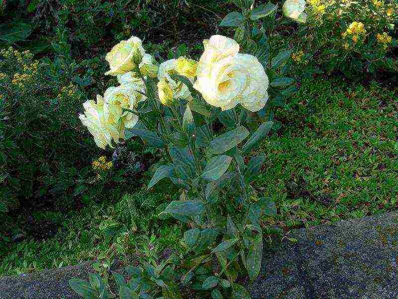 eustoma planting and care in the open field in siberia