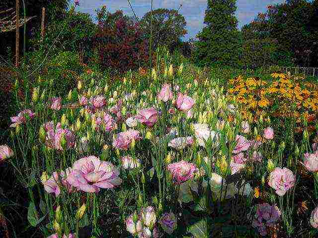 eustoma na pagtatanim at pangangalaga sa bukas na bukid sa siberia