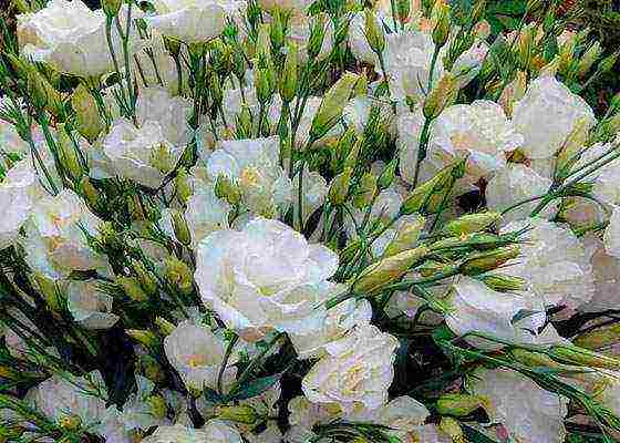 زراعة ورعاية eustoma في الحقول المفتوحة في سيبيريا