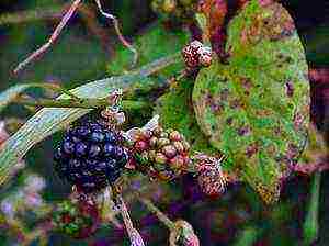 blackberry planting and care in the open field in siberia