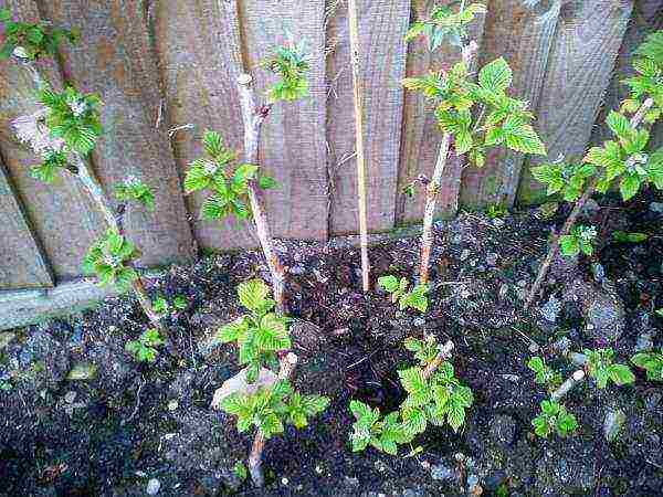 blackberry planting and care in the open field in siberia