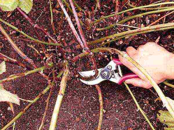 blackberry planting and care in the open field in siberia