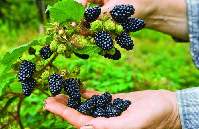 blackberry planting and care in the open field in siberia