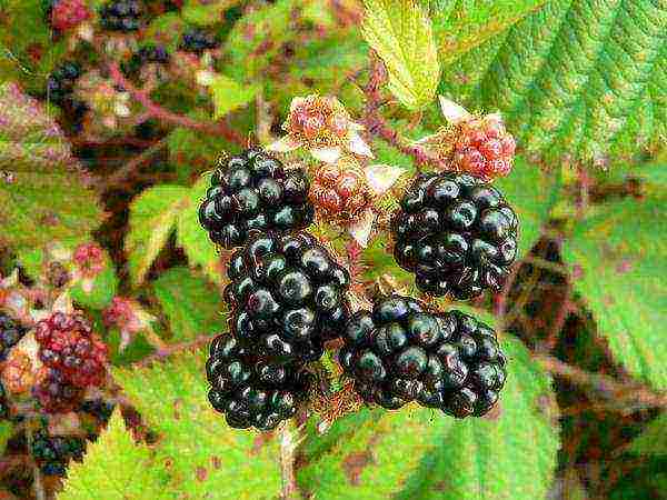 blackberry planting and care in the open field in siberia