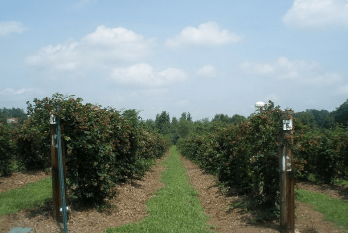 blackberry planting and care in the open field in siberia