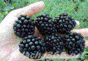 blackberry planting and care in the open field in siberia