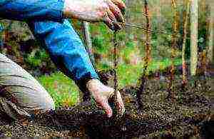 blackberry planting and care in the open field in siberia