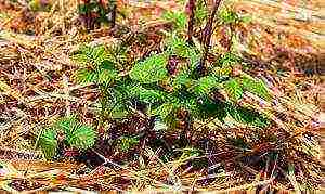 blackberry planting and care in the open field in siberia