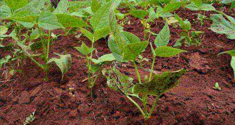 beans decorative planting and care in the open field