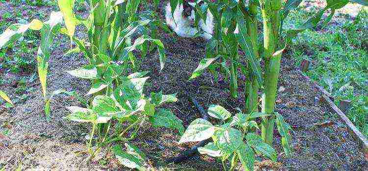 beans decorative planting and care in the open field