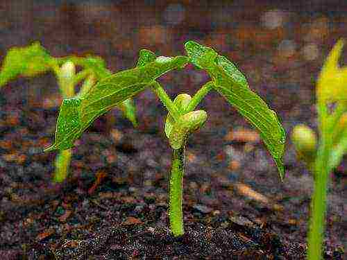 beans decorative planting and care in the open field