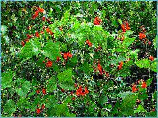 beans decorative planting and care in the open field