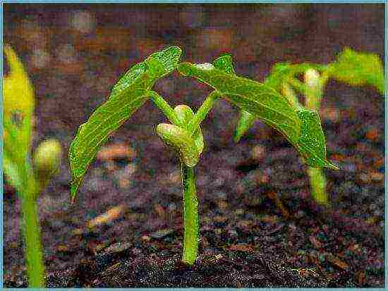 beans decorative planting and care in the open field