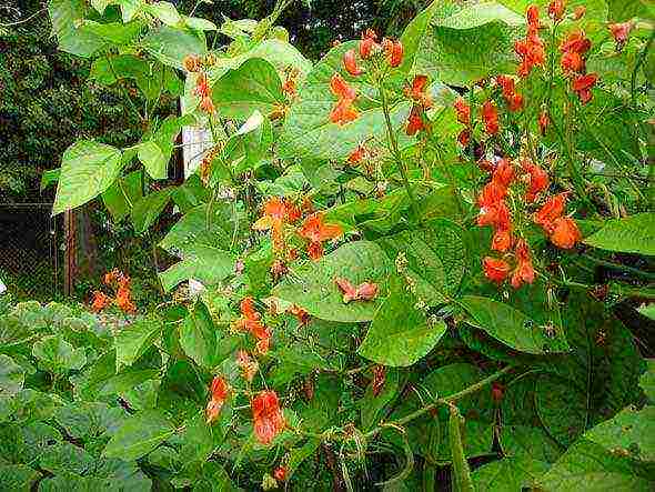 beans decorative planting and care in the open field