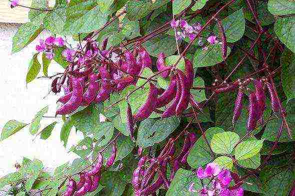 beans decorative planting and care in the open field