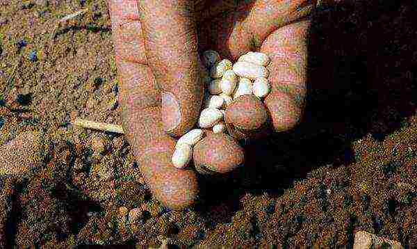 beans planting and care in the open field in spring