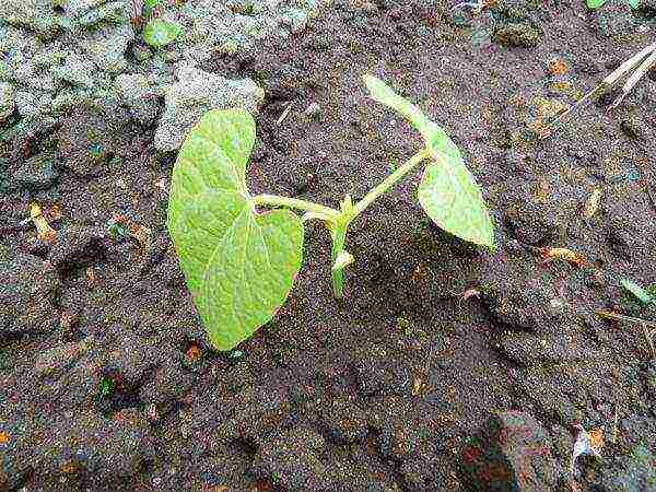 beans planting and care in the open field in spring