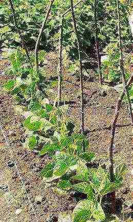 beans planting and care in the open field in spring