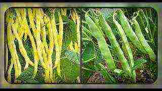 beans planting and care in the open field in spring