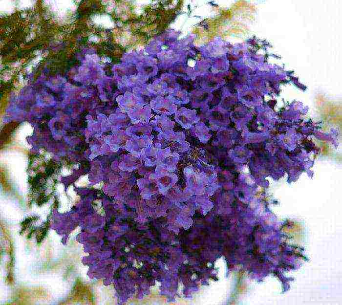 purple tree name can be grown at home