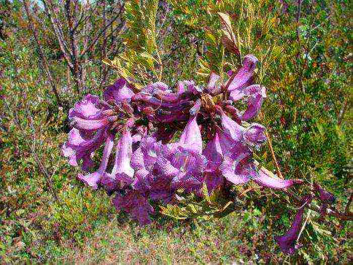 purple tree name can be grown at home