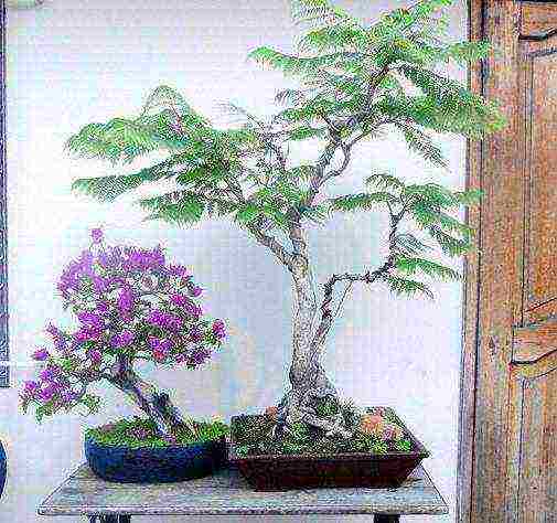 purple tree name can be grown at home