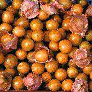 Physalis أي نوع أفضل