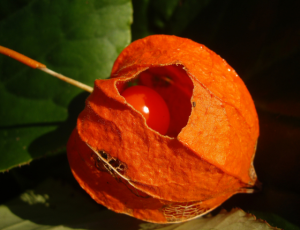 physalis which variety is better