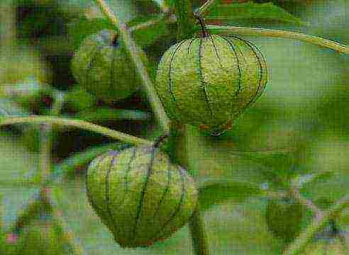 Physalis أي نوع أفضل