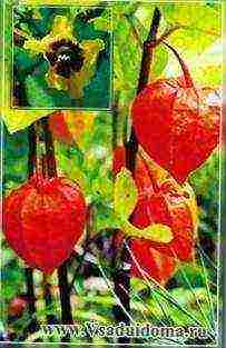 physalis kung aling iba't ang mas mahusay