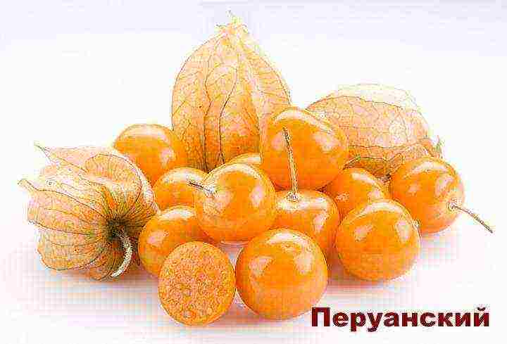 Physalis vegetable best varieties