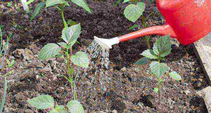 Physalis vegetable best varieties