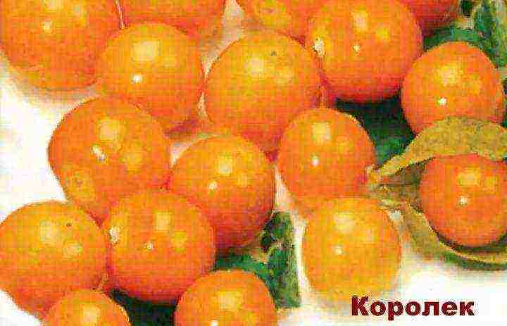 Physalis vegetable best varieties