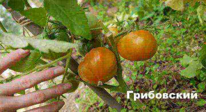 Physalis vegetable best varieties