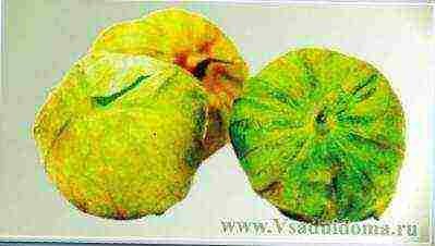 Physalis vegetable best varieties